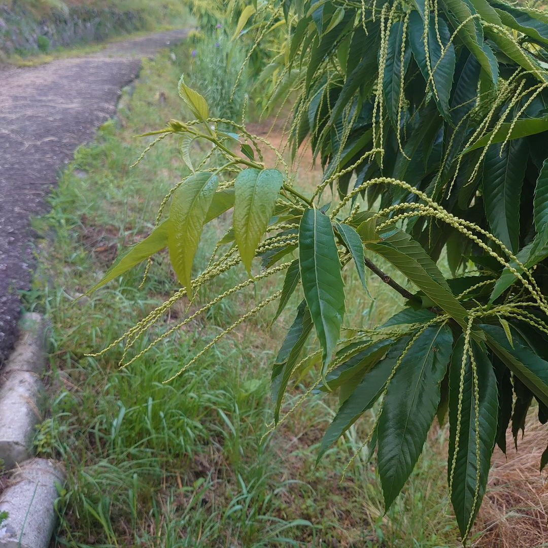 🌰栗の雌花知ってますか？？