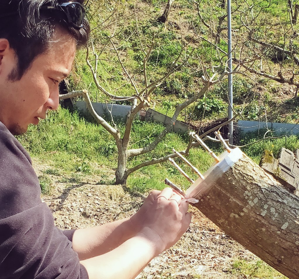 栗農家の接ぎ木作業