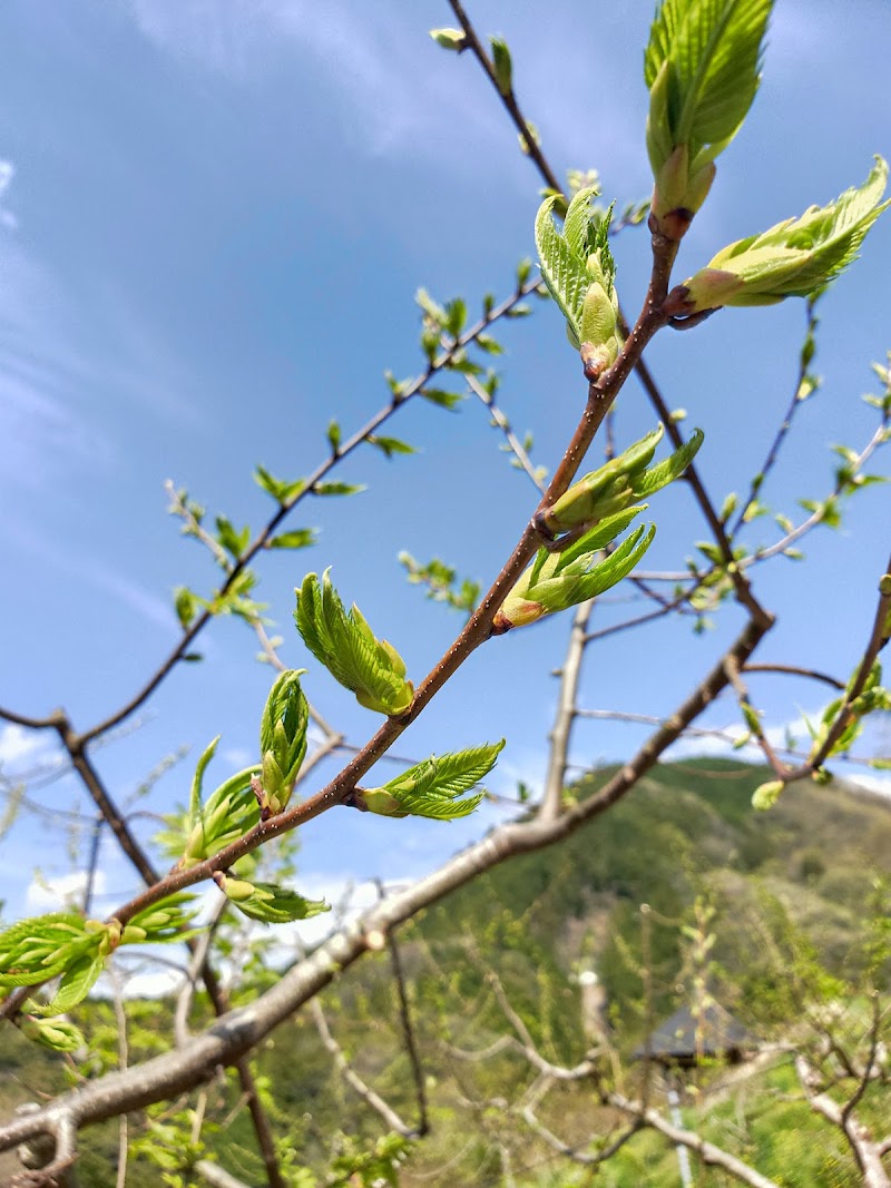 栗の木（新芽）