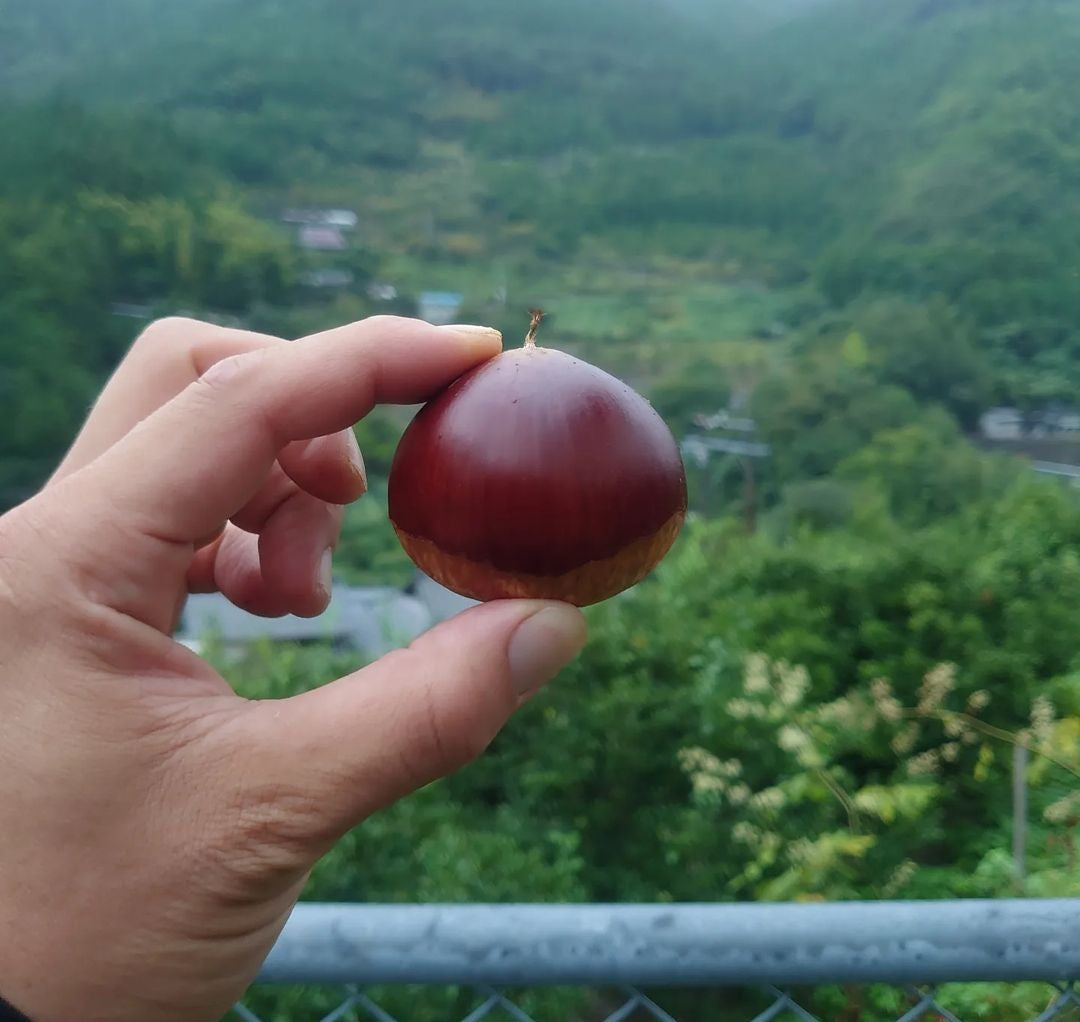 城川産大粒栗🌰いよいよ注文締め切り間近！