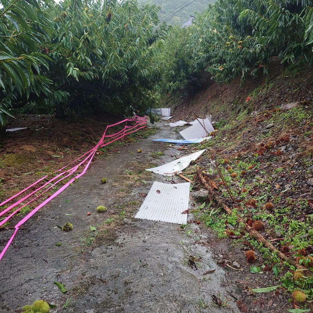 🌀台風14号　栗が落下・・・