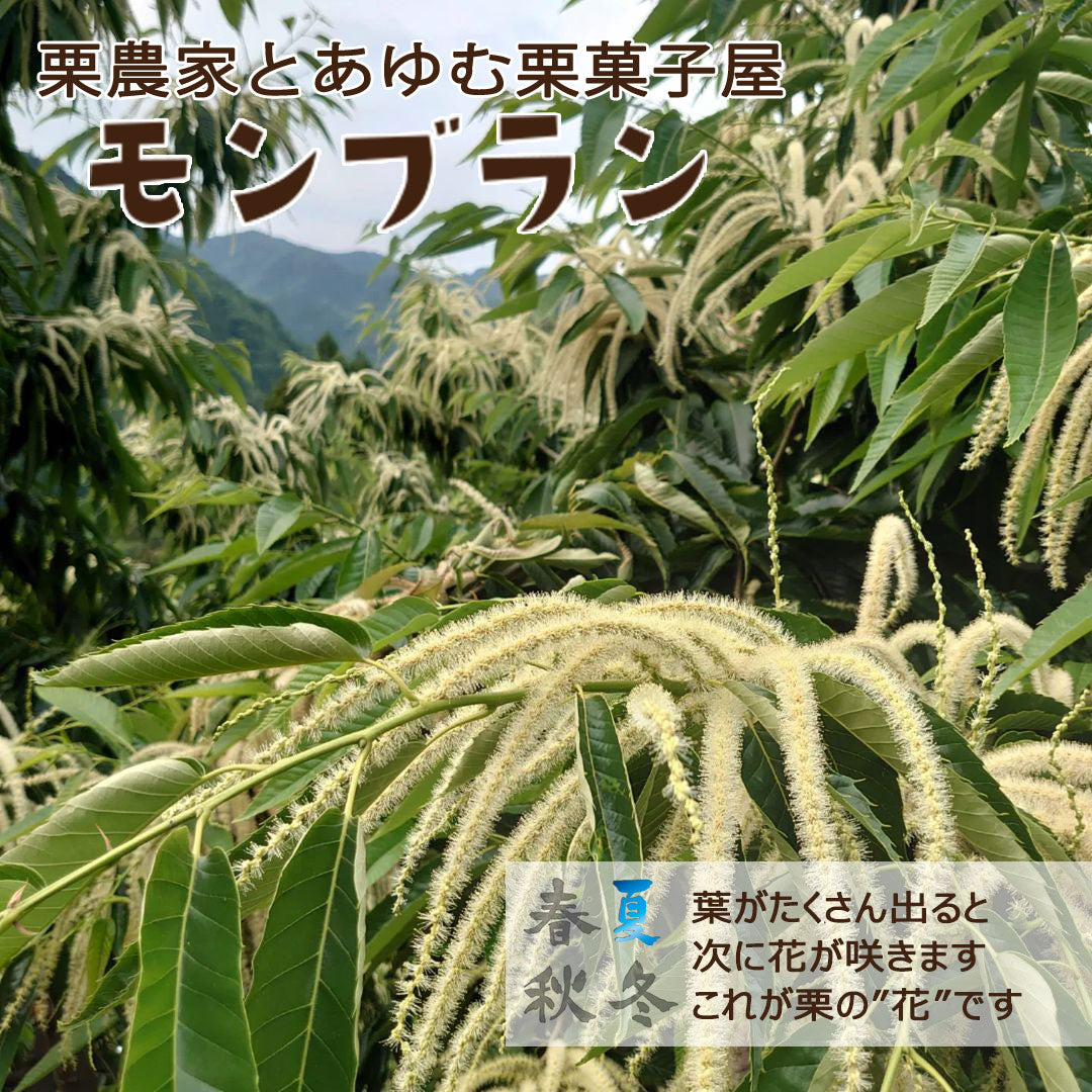 【愛媛県産】規格外大きな生栗 サイズ4L 2kg入 送料無料 ※個数限定