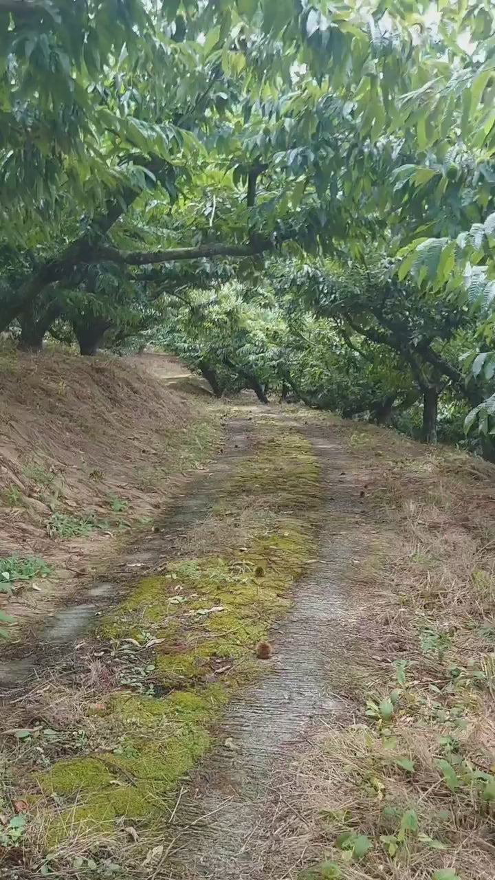 【愛媛県産】大きな生栗 サイズ3L以上 1kg入 送料込 ※注文締め切り9月10日まで