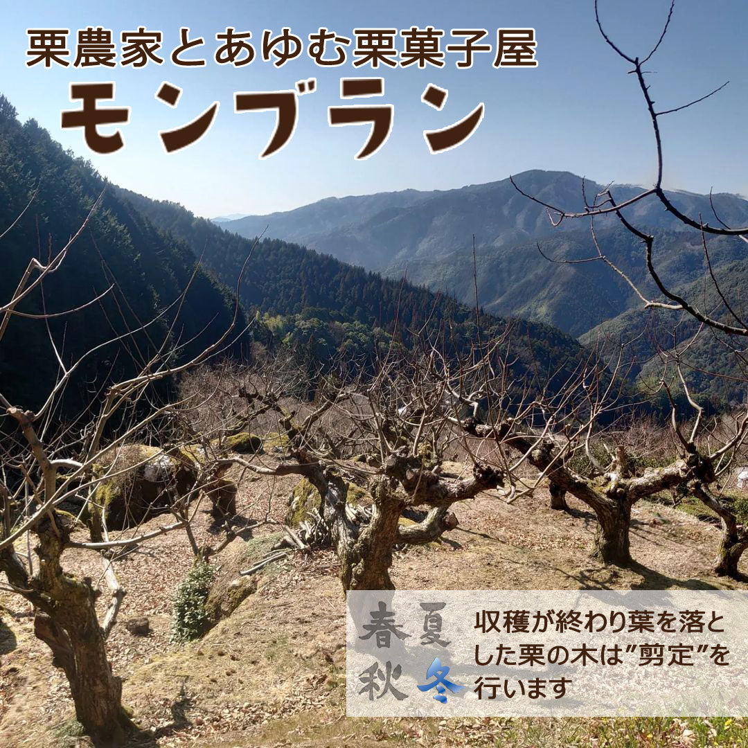 愛媛県産】大きな生栗 サイズ3L以上 2kg入 送料込 ※注文締め切り9月15