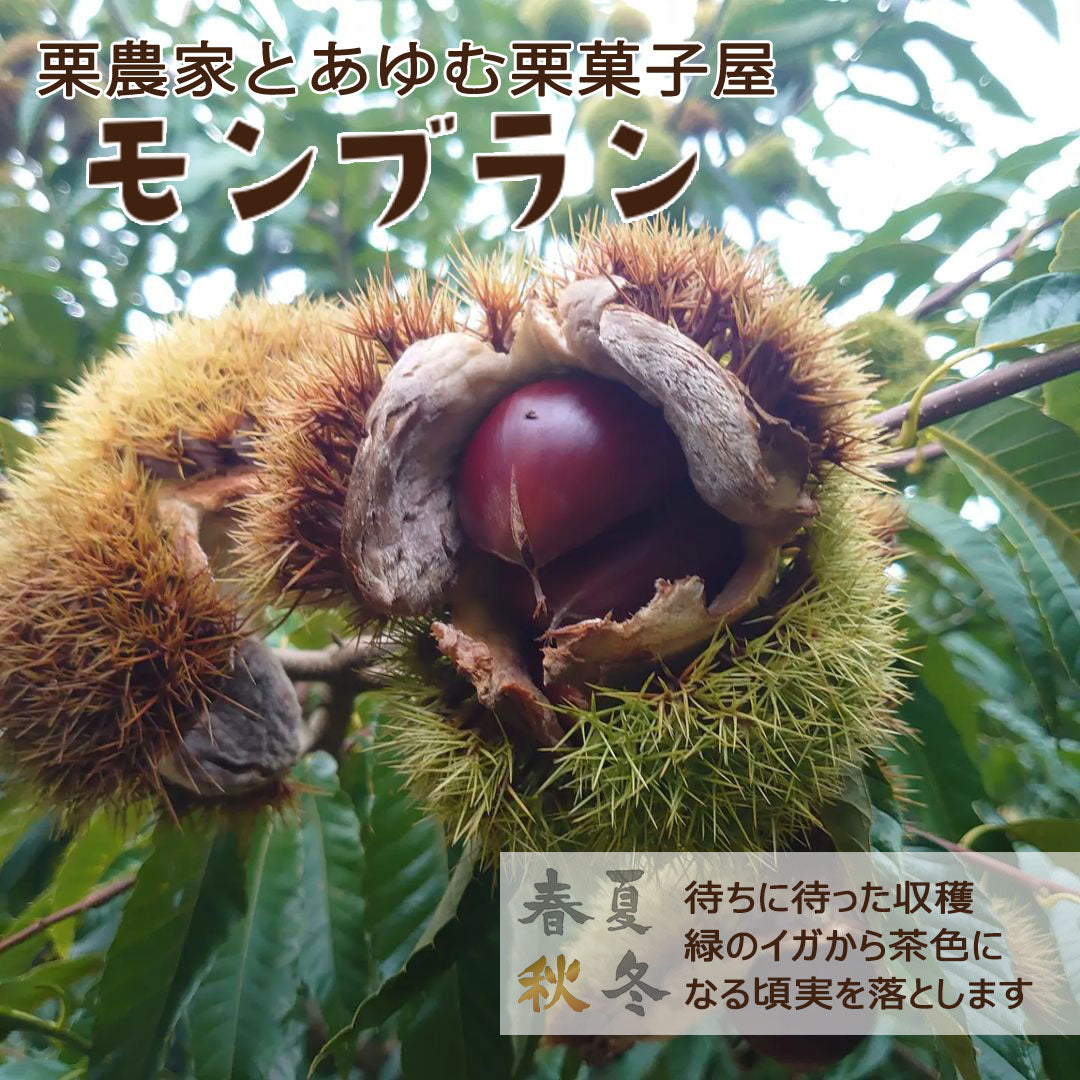 愛媛県産】大きな生栗 サイズ3L以上 2kg入 送料込 ※注文締め切り9月15