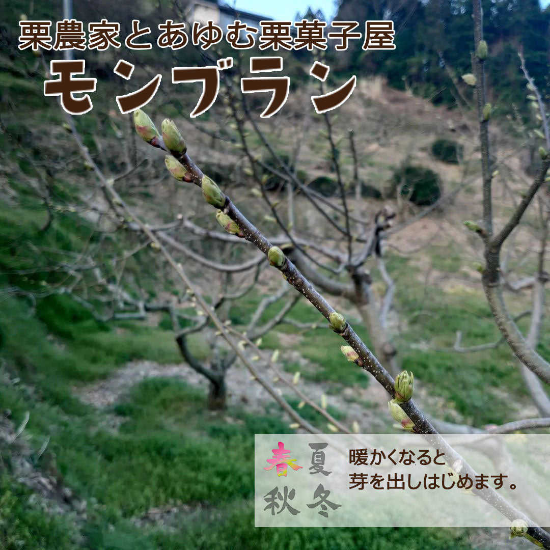 【愛媛県産】大きな生栗 サイズ3L以上 2kg入 送料込 ※注文締め切り9月10日まで